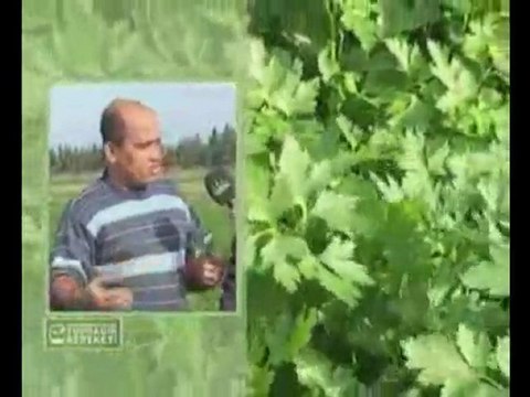 M.O.G Organik Sıvı Gübre - İskenderun Maydanoz Yetiştiricisi