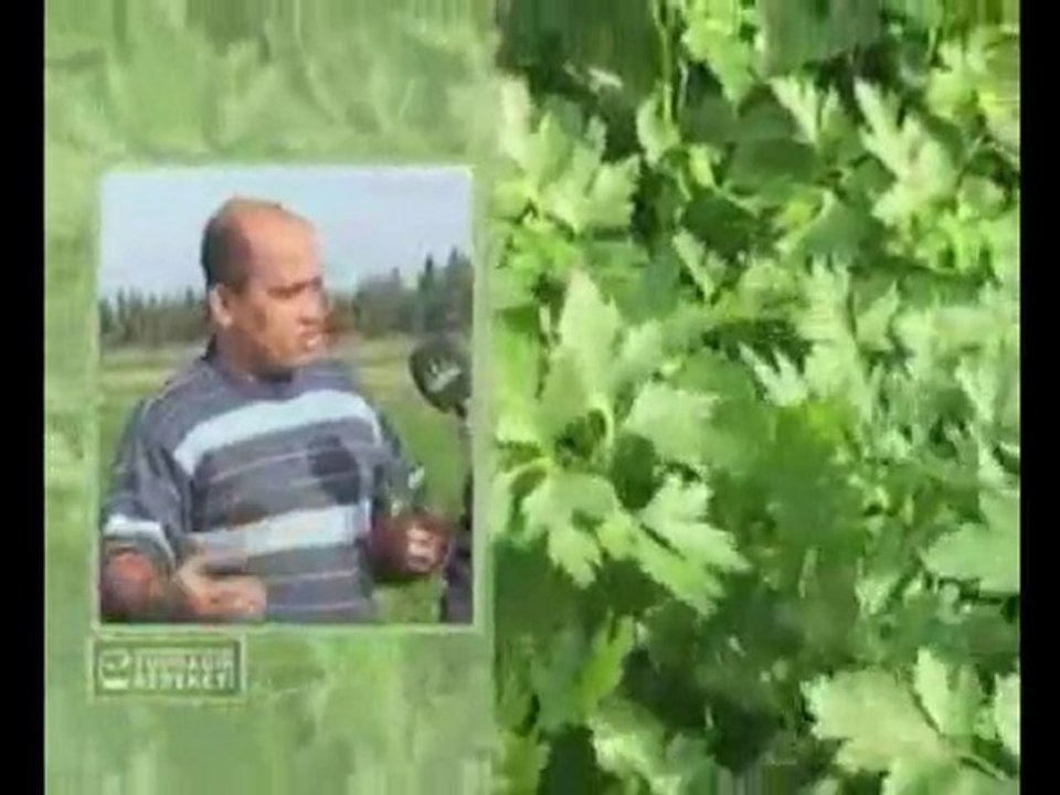 M.O.G Organik Sıvı Gübre - İskenderun Maydanoz Yetiştiricisi