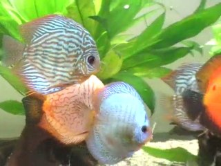 discus