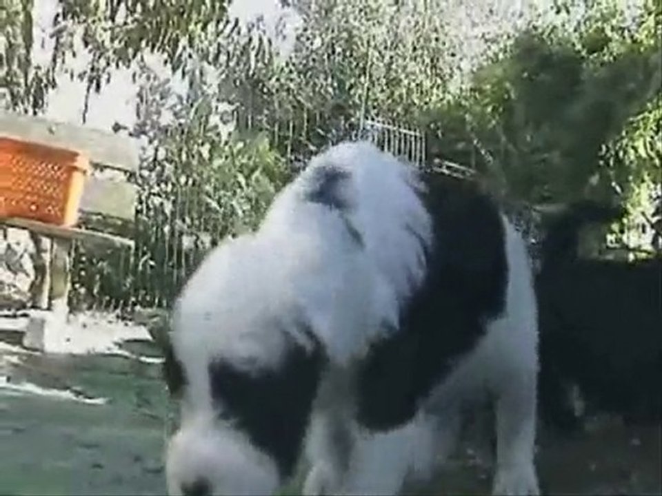 Terriers Tibétains : bébés de Djoulée et Darwe