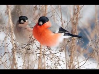 Le petit oiseau de toutes les couleurs Gilbert Bécaud