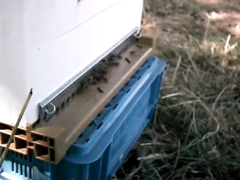 Abeilles
