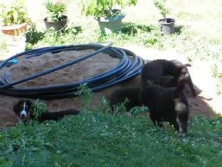 Les chiots dans le sable 2