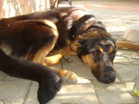 SÖZ MECLİSTEN İÇERİ !