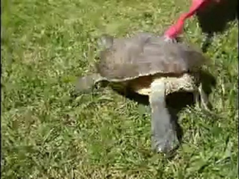 The Self-Cleaning Turtle OMG SO FUNNY .))