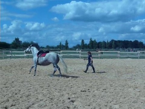 Pakita_galop en longe bis _17/07/2010