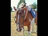 Hirondelle & Népal, Mes amours de poneys ♥