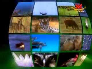 Devoted Canine Heroes: K-9 Search and Rescue of Texas