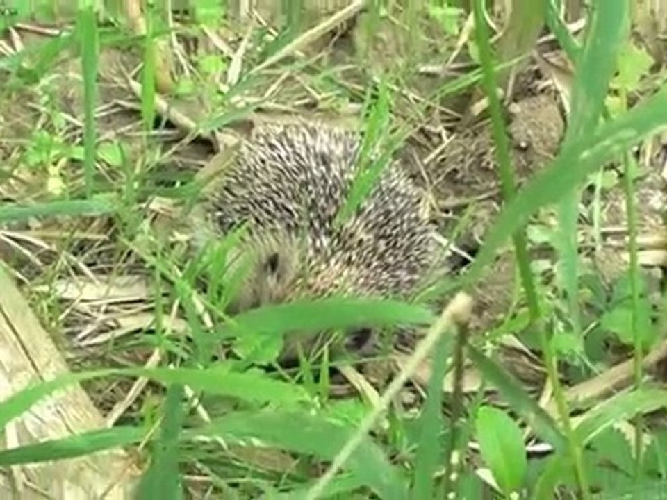 sonic habite chez moi