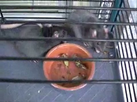 hum c'est bon les sauterelles !