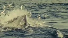 Trailer Océanos