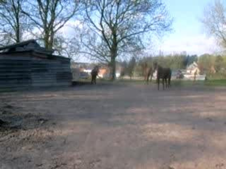 graf mon petit etalon