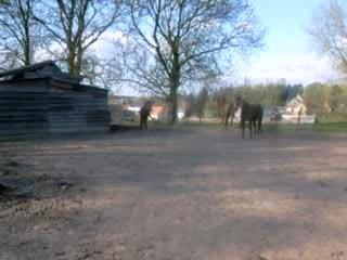 graf mon petit etalon