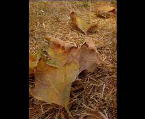 yanlızlığın şarkısı - FUNDA ARAR - KIRAÇ