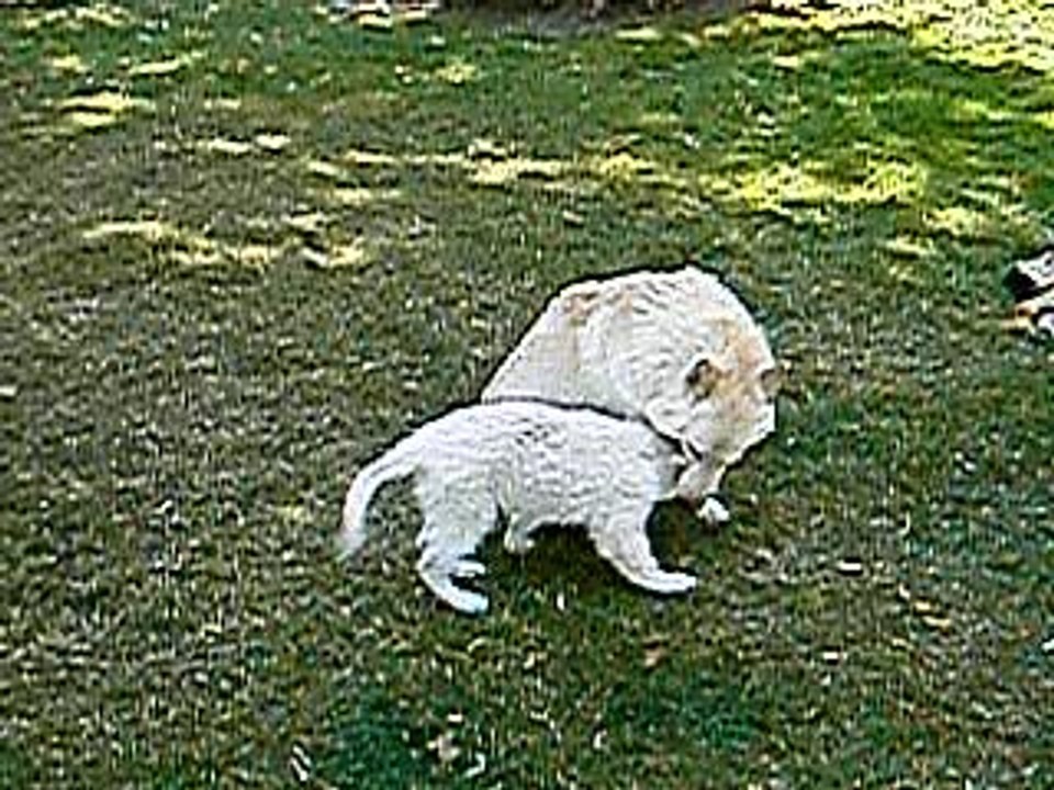 Baika et ares qui subit