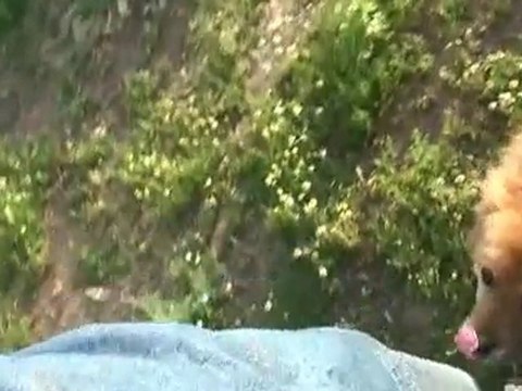 Вадя Ротор - 1 літр пива