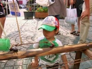 Без комментариев: фестиваль жуков в Японии