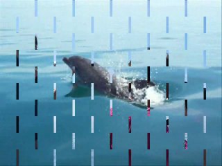 les dauphins du Cotentin