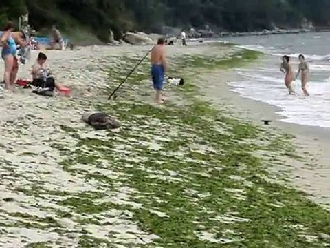 chasseur d'hirondelles