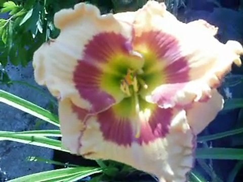 daylily Eye for passion