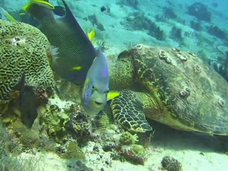 tortues magnifiques au Mexique
