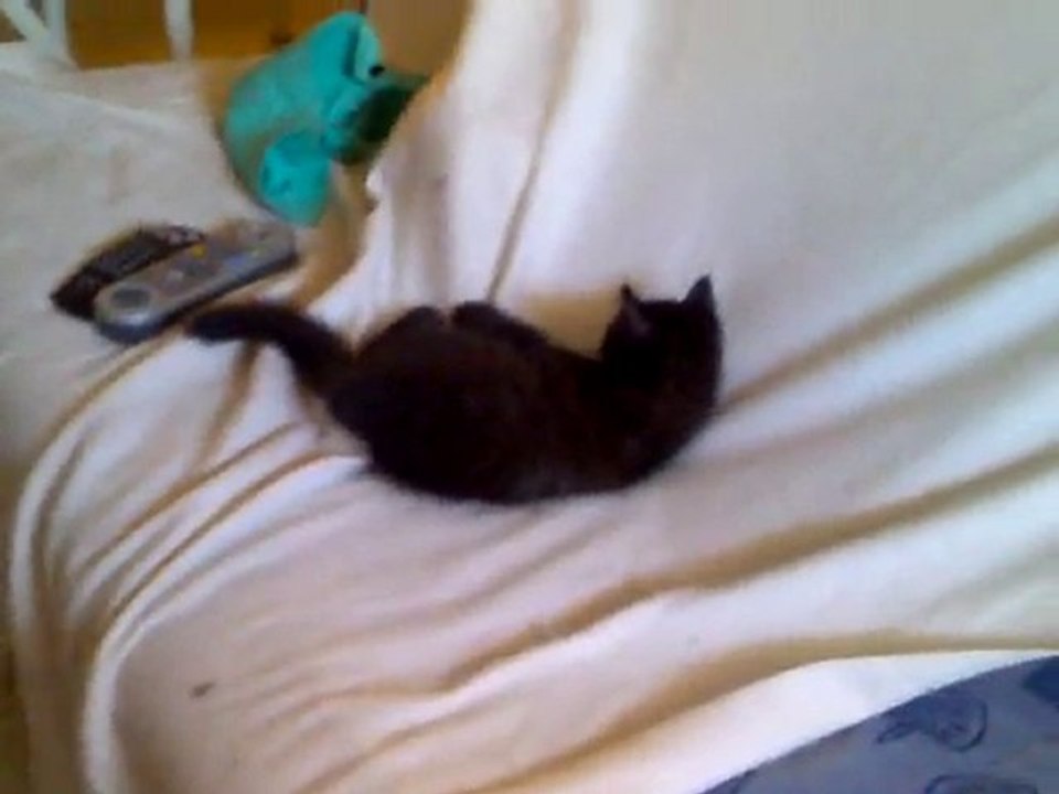 jeu entre chat ( blanc VS noir ) mardi 20 juillet 2010