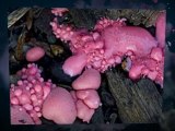 Symptoms of Slime Mold Kirtland Hills OH