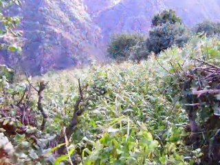 Doymuşköyü Doğankent abadan yaylası foto klipler 3-2009