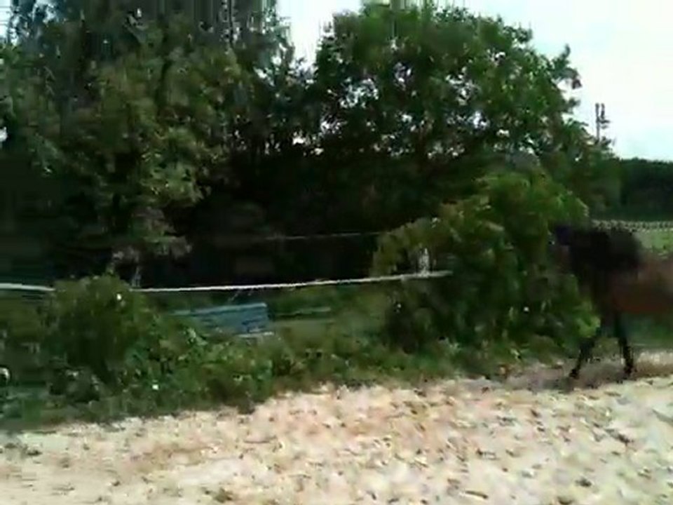 Poney de CSO