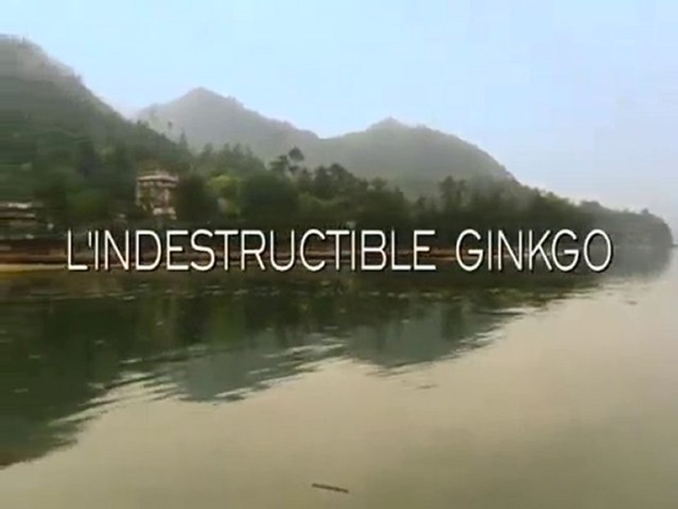 Médecine: Le Ginkgo Biloba p1