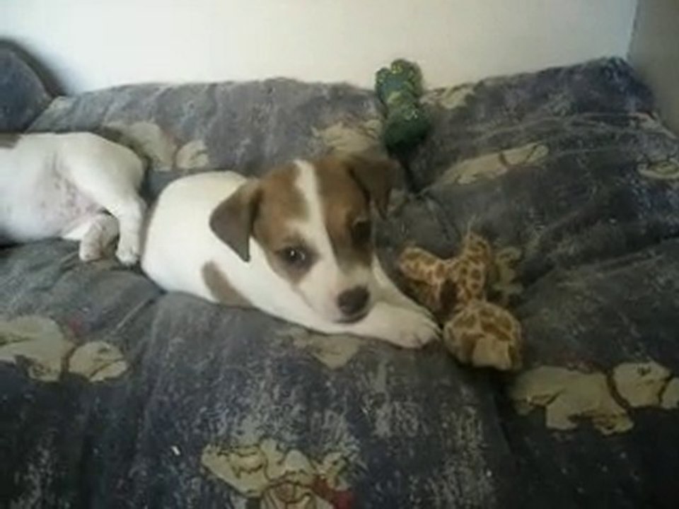 Finger, mon Jack Russel !