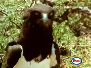 Publicité Esso avec Toumai, notre Tigre dressé