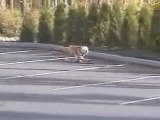 chien ki fai du skate