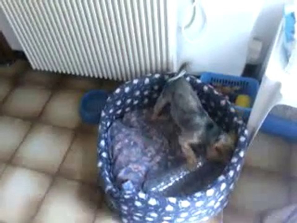 Ginette qui joue