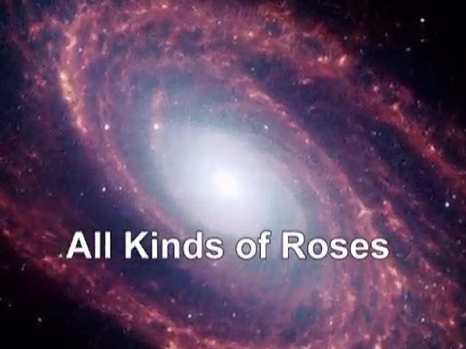 All Kinds of Roses