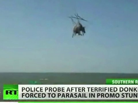 Ils font voler un âne et vont en prison