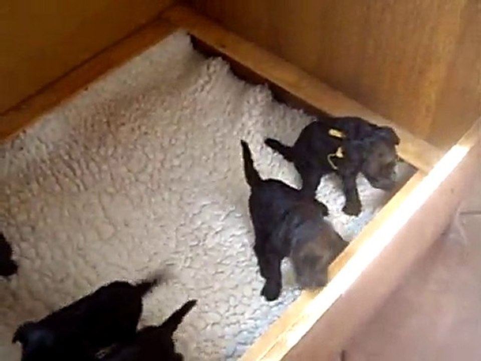 BB KERRY BLUE TERRIER DE GLENDERRY