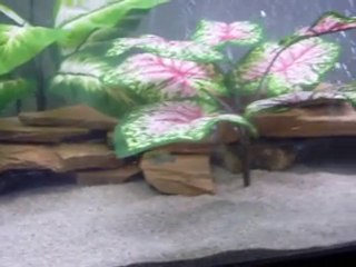 Redeye Puffers Swimming