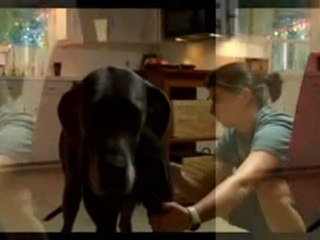 Organic Flea Control from Wondercide