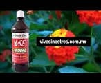 Extracto de Nogal www.vivesinestres.com.mx Antioxidante