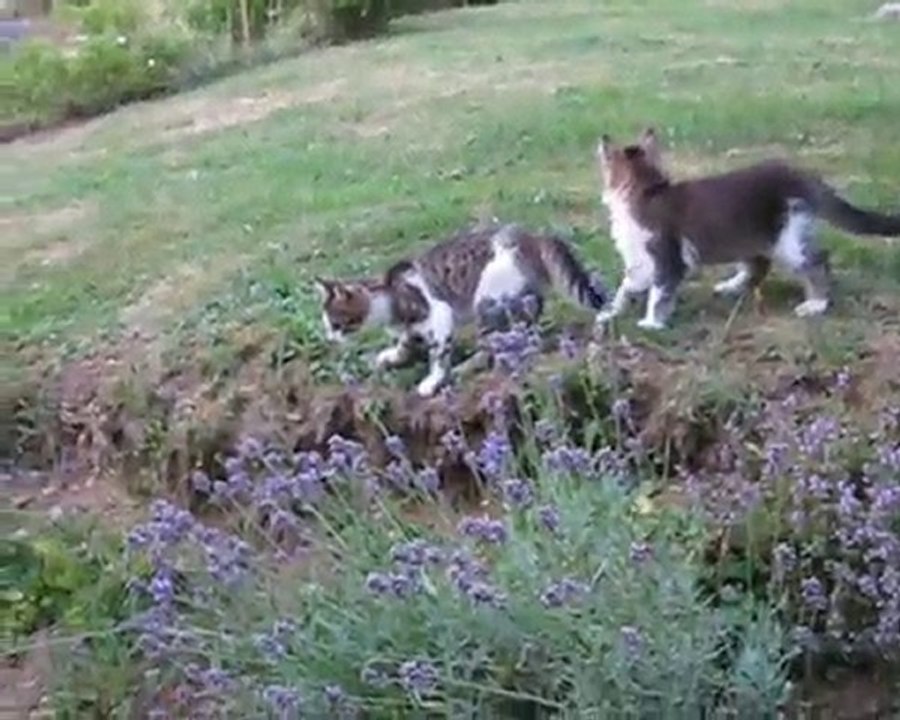 20 juillet 2010: 4 chatons