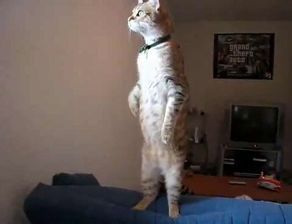 le chat curieux