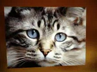 Flea Control For Cats Wondercide