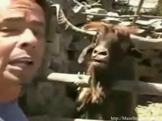 Man Argues With An Ibex