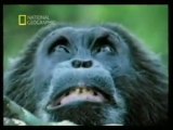 Sexo dominante: Chimpances