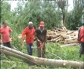 Aktaşkurtlar Köyü kavak kesimi1