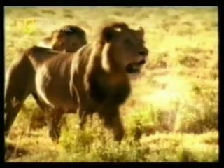 Conducta sexual de los leones