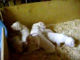 Chiots dogues argentins LOF nés le 02/07/2010
