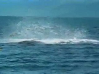 Orca jumps kayak www.balikdostlari.com