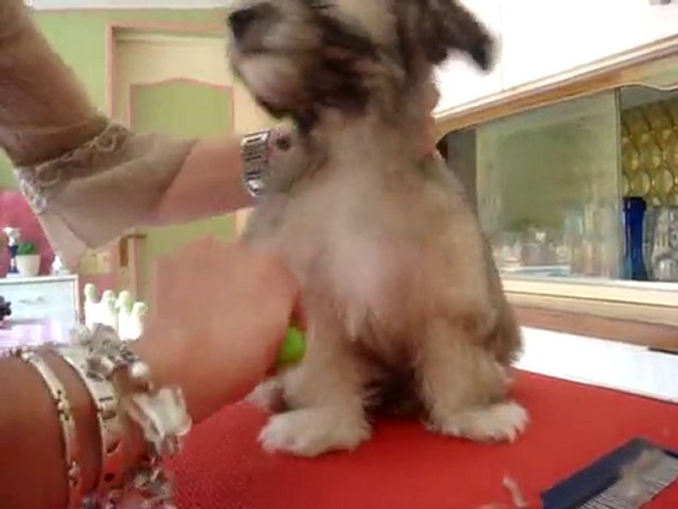 Démélage chiot havanais